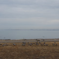 2931-1.jpg