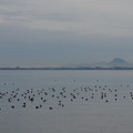 2931-2.jpg