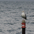 2938-2.jpg