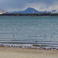2950-1.jpg