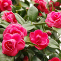 2975-2.jpg