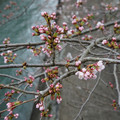 2981-1.jpg
