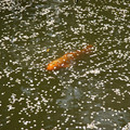 2992-2.jpg
