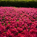 3006-3.jpg