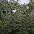 3033-3.jpg