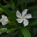 3061-3.jpg
