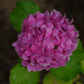 3081-1.jpg