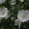 3093-3.jpg