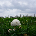 3094-2.jpg