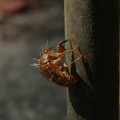 3109-3.jpg