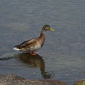 3163-3.jpg
