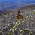 3165-2.jpg