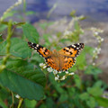 3166-2.jpg