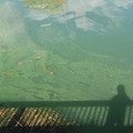 3172-1.jpg