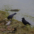 3251-2.jpg