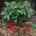 3287-3.jpg