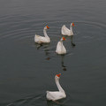 3298-2.jpg