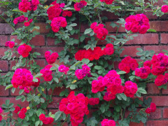 5月