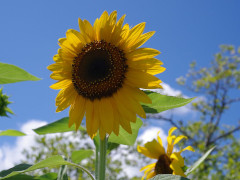 8月