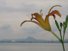 7月