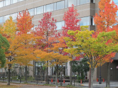11月