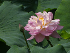 7月