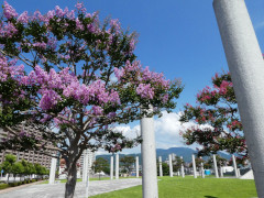 8月