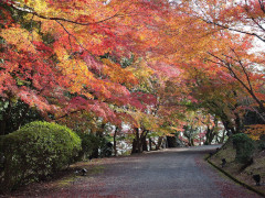 11月