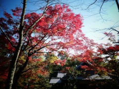 11月