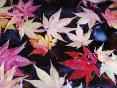 11月
