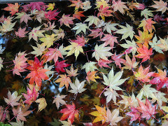 11月